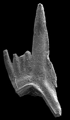 https://files.geocollections.info/large/bb/76/bb76f2a0-257a-42ec-93b0-faae503d1fbc.jpg