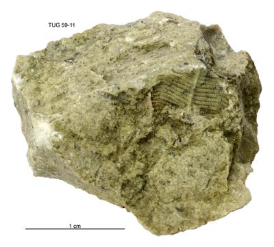 https://files.geocollections.info/large/bb/9f/bb9fb49c-ba7e-4e5b-8762-b345eeef6fba.jpg