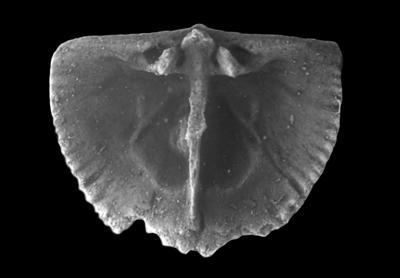 https://files.geocollections.info/large/bb/d2/bbd23cc6-0b2c-43f1-8a91-6cc15008e405.jpg