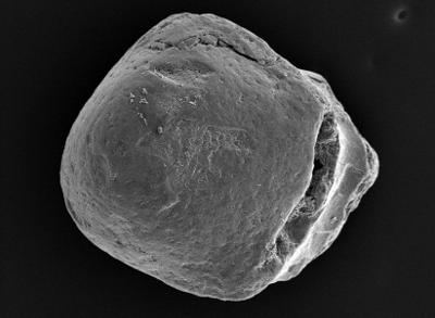 https://files.geocollections.info/large/bc/1e/bc1eaf0c-bd6e-4f34-a926-2d961f8d3ffa.jpg