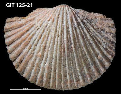 https://files.geocollections.info/large/bc/20/bc208f2b-1888-4cef-b424-ef94a1d6384d.jpg