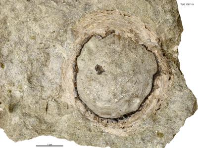 https://files.geocollections.info/large/bc/32/bc324bcd-d7b7-4d08-ad41-d207ea7a28cc.jpg