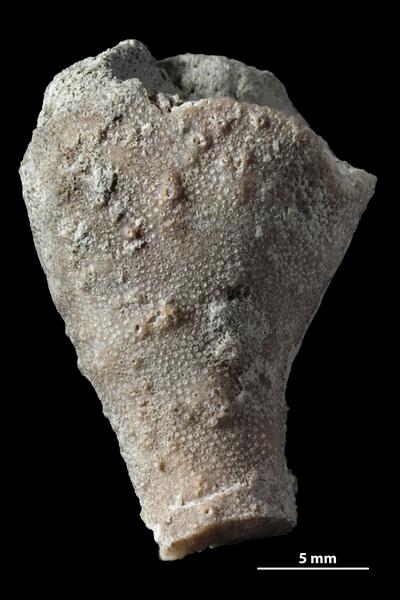 https://files.geocollections.info/large/bc/38/bc380ead-c35a-4fe6-97bc-0e02f894a9bd.jpg