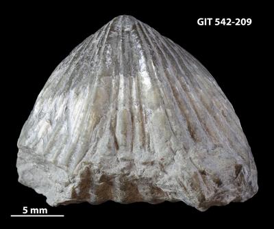 https://files.geocollections.info/large/bc/48/bc48347a-9c98-4ae6-a470-03486d6367cd.jpg