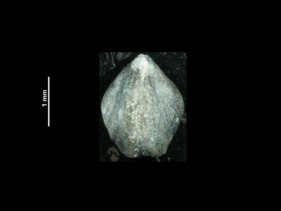 https://files.geocollections.info/large/bc/50/bc500653-0dd1-43dd-b79f-ef6210dc048c.jpg