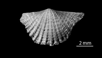 https://files.geocollections.info/large/bc/80/bc8007f2-3ee5-4901-b533-0da995934813.jpg