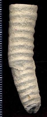 https://files.geocollections.info/large/bc/8a/bc8aeb43-4797-41a7-bb01-f97bcdd732dd.jpg