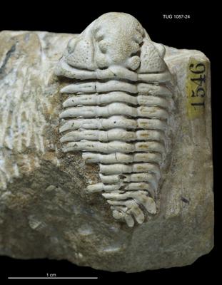 https://files.geocollections.info/large/bc/9d/bc9de75b-c5fc-4d6e-acf9-c4440d4a5733.jpg