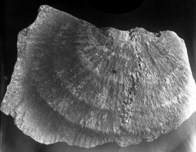 https://files.geocollections.info/large/bc/a0/bca0a365-bb7d-4cca-aac4-2a7140187e5d.jpg