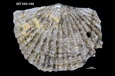 https://files.geocollections.info/large/bc/d3/bcd3f92f-1491-46a5-8ec2-dda7053ca1da.jpg