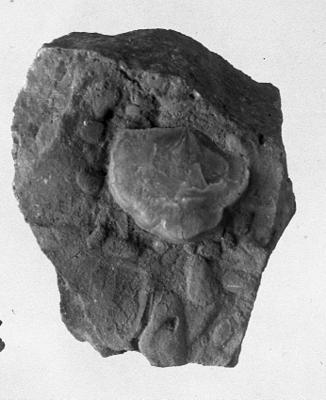 https://files.geocollections.info/large/bd/00/bd00b592-3d61-481e-8424-9e3072472b6c.jpg