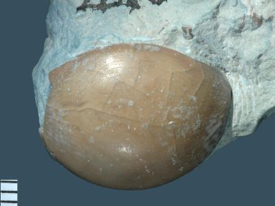 https://files.geocollections.info/large/bd/01/bd01b621-6d33-4cc1-a614-a45fff6d29c5.jpg