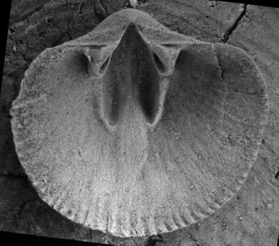 https://files.geocollections.info/large/bd/14/bd14b674-0774-4041-a9a4-331e0183f081.jpg