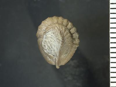 https://files.geocollections.info/large/bd/29/bd299a9e-3a85-4f14-b0e4-c6e24ee27831.jpg