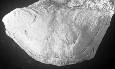 https://files.geocollections.info/large/bd/36/bd364d3d-7845-4d21-8eb9-f854e889951d.jpg