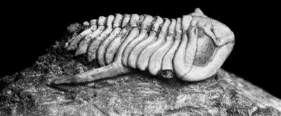 https://files.geocollections.info/large/bd/38/bd388c2a-ae0f-4156-8ef5-ce33f21770f6.jpg