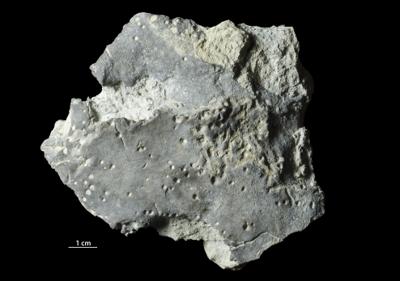 <i></i><br />Päärdu outcrop,  m, Adavere Stage