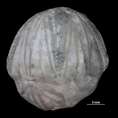 https://files.geocollections.info/large/bd/67/bd670b89-c6d2-47a6-940b-096815985b97.jpg