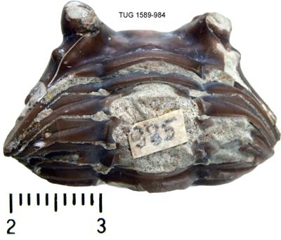 https://files.geocollections.info/large/bd/77/bd775a2b-8115-4436-97cb-4aff7d27a65c.jpg