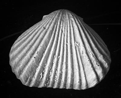 https://files.geocollections.info/large/bd/99/bd99f6fb-358a-4948-bf33-6620a2f113c1.jpg