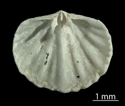 https://files.geocollections.info/large/bd/d4/bdd492a3-5bee-44ca-8b58-a1b5e353ff43.jpg
