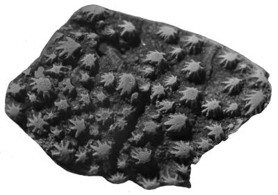 https://files.geocollections.info/large/bd/f7/bdf73fd8-3015-4b7c-921c-4b688b2efef4.jpg