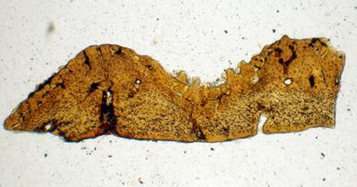https://files.geocollections.info/large/be/29/be291085-7f7a-467e-84d0-cc9c22ae47e8.jpg