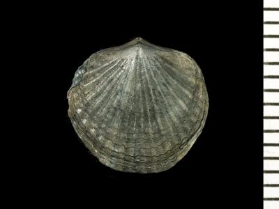 https://files.geocollections.info/large/be/2c/be2c2c85-3a35-4522-b713-cae653c08402.jpg