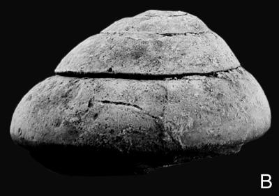 https://files.geocollections.info/large/be/3d/be3d37e7-5c40-48e6-9c64-b060eda63812.jpg