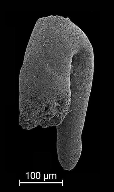 https://files.geocollections.info/large/be/6c/be6c8cc9-1dd4-4471-b0bb-5d25418299e2.jpg