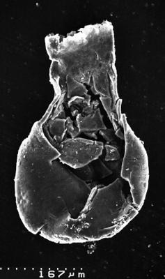 <i><i>Chitinozoa</i> | Lagenochitina sp.1</i><br />Varangu stratotype outcrop,  m, Tremadocian (1537-13)