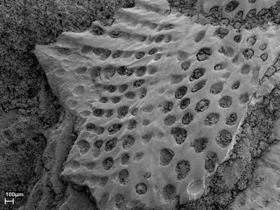 https://files.geocollections.info/large/be/ae/beaec4f9-2e0f-4d13-927a-32b6864a98d0.jpg