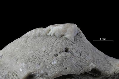 https://files.geocollections.info/large/be/bd/bebd8b7b-5a65-45b9-a829-3d0fcb36aa21.jpg