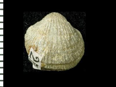https://files.geocollections.info/large/be/cf/becf9c7e-363f-4220-b7f5-13a1d9a06527.jpg
