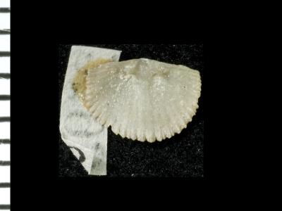 https://files.geocollections.info/large/be/d3/bed3cdf1-fa76-495f-8714-a24894b15bcc.jpg