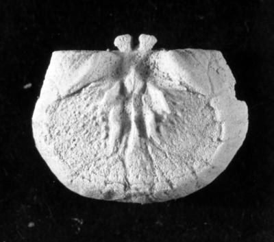 https://files.geocollections.info/large/be/d8/bed83507-29cd-4172-a5c6-c6de0aa0d9e8.jpg