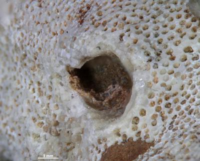 https://files.geocollections.info/large/be/e0/bee0758e-d3e5-4bdb-a981-24414296e1bc.jpg