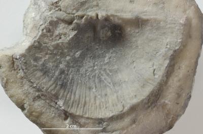 https://files.geocollections.info/large/be/f6/bef6937c-7355-4a55-8c6b-3a2e1982ed79.jpg