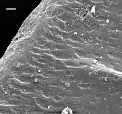 https://files.geocollections.info/large/bf/03/bf03f739-a4c8-4985-a565-5a9bbb478ecd.jpg