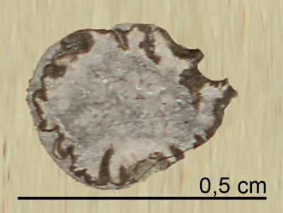https://files.geocollections.info/large/bf/0c/bf0c5d50-699a-4637-af72-cac7ba695fb5.jpg
