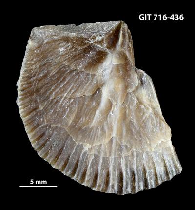 https://files.geocollections.info/large/bf/26/bf26f245-0261-42a5-b99d-8055a4f485a2.jpg