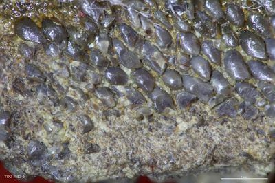 https://files.geocollections.info/large/bf/3e/bf3e13b0-6027-450f-af19-e1ca8ae483b9.jpg