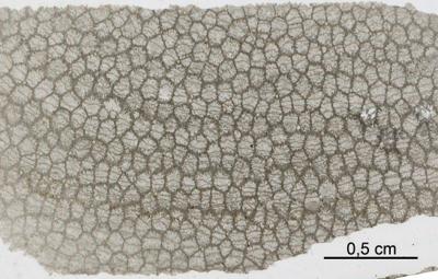 https://files.geocollections.info/large/bf/41/bf41fd31-1f29-40b8-8674-cacb92ccee31.jpg