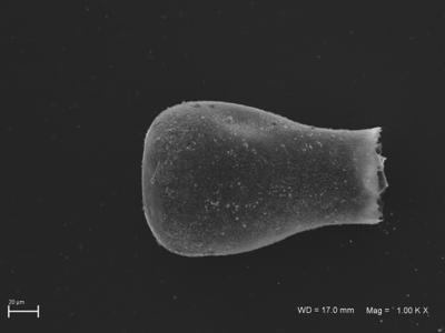 <i><i>Eisenackitina</i> | Eisenackitina aff. clunensis</i><br />Ventspils D-3 borehole, 334.40 m, Kaugatuma Stage (754-1807)