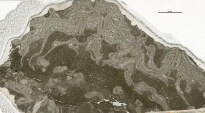 https://files.geocollections.info/large/bf/53/bf5312ca-69c4-4e02-b7b8-62cf10ca5441.jpg
