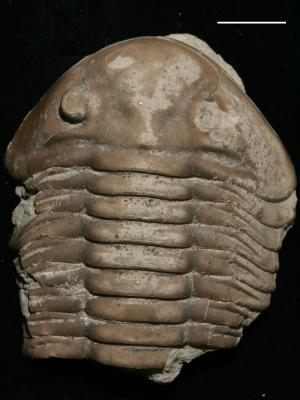 https://files.geocollections.info/large/bf/59/bf59f3f6-6b93-421e-ba22-3b586a3ae147.jpg