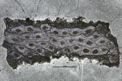 https://files.geocollections.info/large/bf/6f/bf6f7838-4e1a-4391-a66f-b71d7dc3addb.jpg