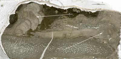 https://files.geocollections.info/large/bf/73/bf7386a0-fdca-49d8-8fa3-082976676496.jpg