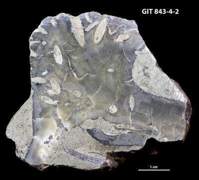 <i></i><br />Saxby shore,  m, Vormsi Stage