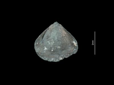 https://files.geocollections.info/large/bf/91/bf91d390-543f-4472-b502-2f7280a33a75.jpg